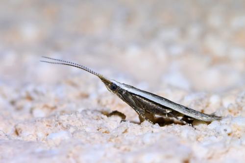 Réf. 307 470 : Coleophora unipunctella